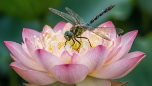 Makro van 'n lotus met 'n libel, groen agtergrond. — Lotusblom Muurpapier
