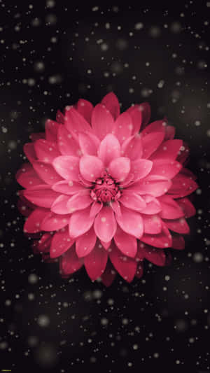 Lieflike Diere-Illustrasies vir iPhone-agtergrond — Smaaklike iPhone Muurpapier