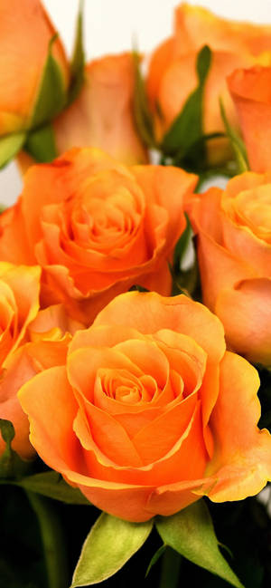 Lieflike Oranje Rose-agtergrond — iPhone 16 Pro Muurpapier