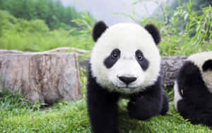 Panda Agtergrond — Panda Muurpapier