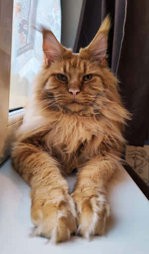 Persiese kat Prente — Galaxy Tab A11 Muurpapier