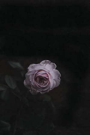roosblom — Roosblom Muurpapier