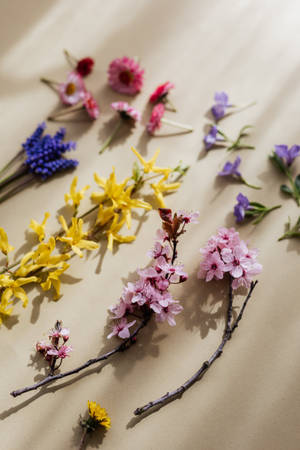 Gratis van bo-af komposisie van ligpienk blomme en geel Forsythia gerangskik met vervaagde veelkleurige klein delikate blomme op beige oppervlak Voorraadfoto — Ligpers aesthetics Muurpapier