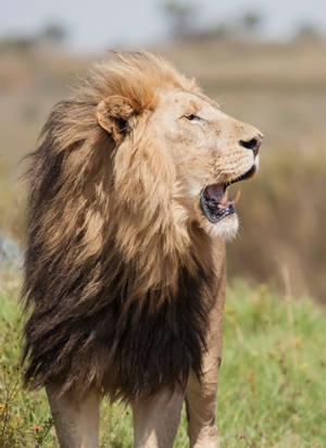Majestueuse Afrikaanse Leeu teen Sondergang — OnePlus Pad 2 Pro Muurpapier