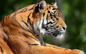 Majestueuse Tier wat deur die Wildernis Sluip — Tier Muurpapier