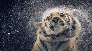 Groot tier wat water afskud 4K-agtergrond.