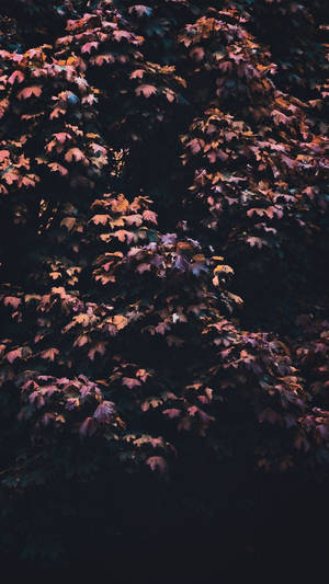 Mapleboom Estetika iPhone 11 — Estetiese herfs Muurpapier