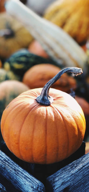 Pampoen Van Die Mark, Thanksgiving Iphone Beeld — iPhone 17 Muurpapier