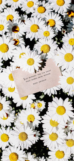 Maya Angelou Aanhaling En Wit Madeliefie Iphone — Blomme iPhone Muurpapier