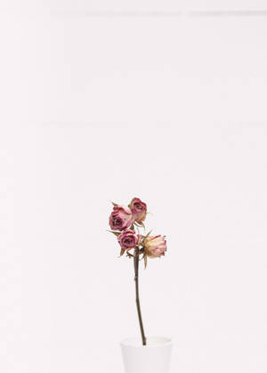 Minimalistiese Pienk Rose muurpapier — Oppo Pad 6 Muurpapier