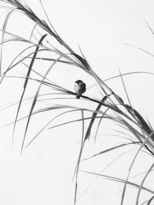 Minimalistiese Swart en Wit Kuns — Galaxy Z TriFold Muurpapier