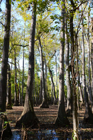 Mississippi-bosse — Bos uitsig Muurpapier