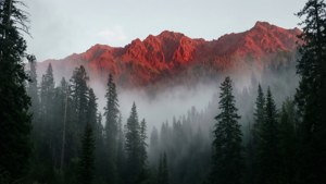 Misterieuse uitsig van rooi bergreeks deur mistige bos