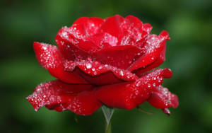 Roosblom Muurpapier