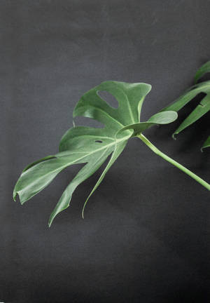 Monstera op Swart Oppervlak muurpapier — Oppo Pad 5 Muurpapier