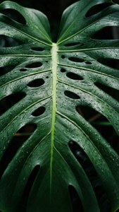 'n Makro-opname van 'n monstera-blad met glinsterende reëndruppels wat varsheid uitstraal. — Groen estetiese GIF Muurpapier