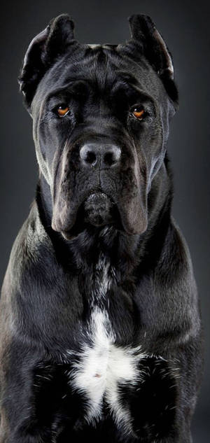 Mooi Cane Corso-hond-agtergrond — iPhone 17 Pro Max Muurpapier