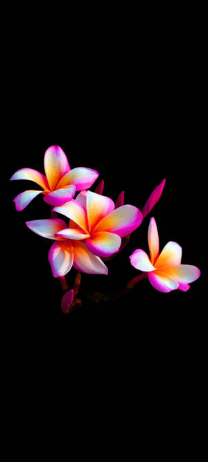 Mooi Plumeria Blom Mobiel — Pixel 11 Muurpapier