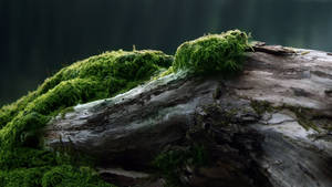 Verweerde Hout met Mos muurpapier. — 2560x1440 Muurpapier
