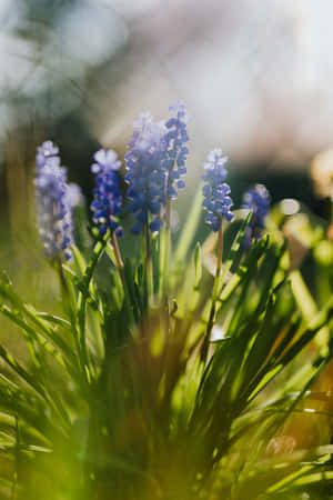 Muscari Blou Blomme Foon — Huawei MatePad 11.5 (2025) Muurpapier
