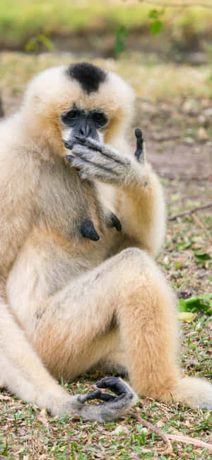 iPhone Xs Max Gibbon Agtergrond — iPhone 13 Pro Muurpapier