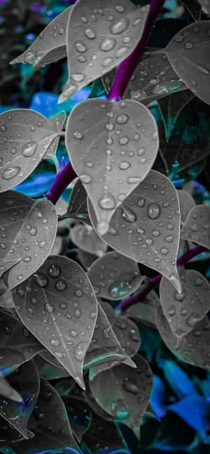 1284x2778 — Xiaomi Civi 4 Pro Muurpapier