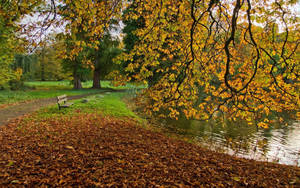 Herfsplakpapier van bome, gevalle blare, dam en 'n bankie. — 1600x900 Muurpapier