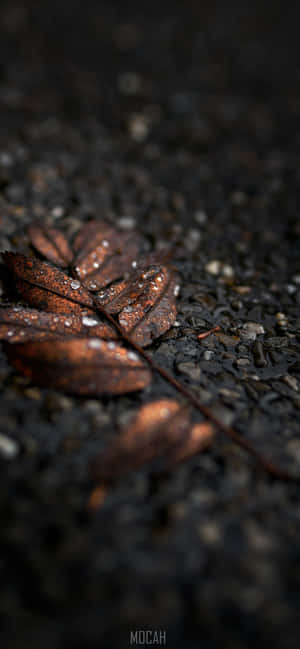 Brons [muurpapier] — Motorola Edge 70 Plus Muurpapier