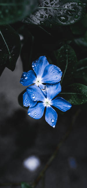 Plant Iphone — Galaxy A18 Muurpapier