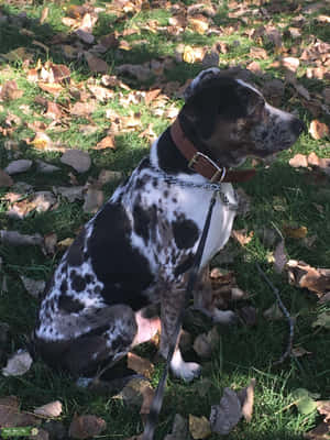 Catahoula Hond Prente — iPad Pro Muurpapier