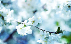Pragtige blomfoto's — Pragtige Blom Muurpapier