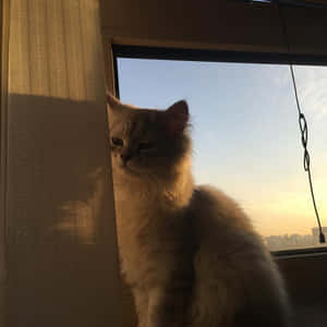 Estetiese Kat prente — Estetiese kat Muurpapier