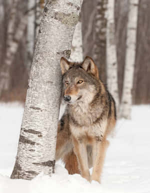 Koel Wolf prente — Koel wolf Muurpapier