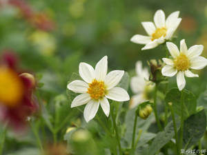 Klein wit blomme in 'n tuinagtergrond.