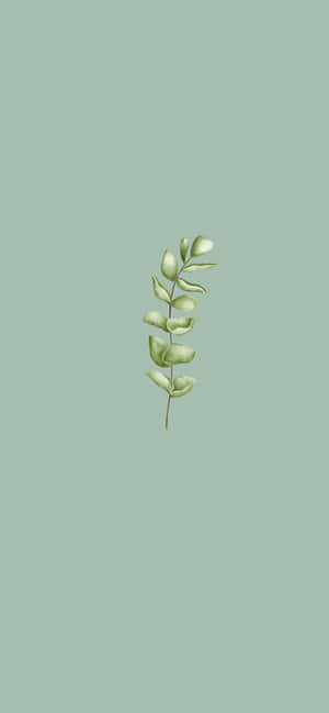 Salie Groen Estetiek prente — iPhone 16 Pro Max Muurpapier