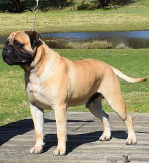 Bulhond Prente — Honor Magic V Flip 2 Muurpapier