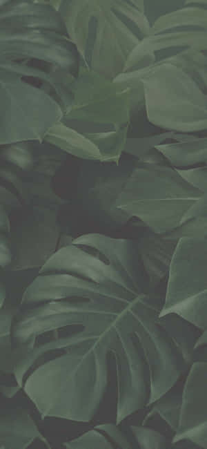 Groen Estetiese agtergrond — iPhone 16 Muurpapier