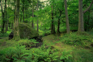 Groen Natuur agtergrond — MacBook Air M4 Muurpapier