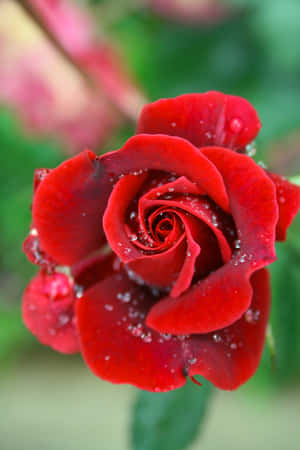 Rose Blom prente — Roosblom Muurpapier