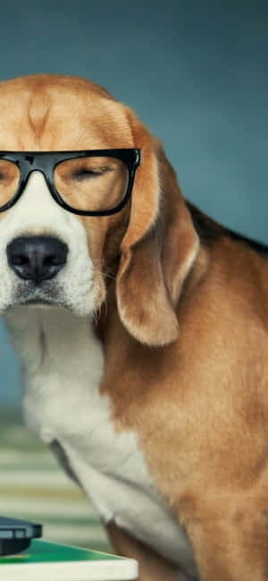 Beagle Honde Prente — Redmi Note 17 Muurpapier
