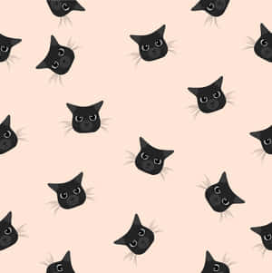 Swart Kat fotos — iPad Air 11 Muurpapier