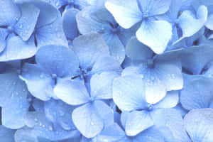 Pastelblou agtergrond — Pastelblou Muurpapier
