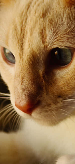 Animals Iphone — Redmi Note 15 Special Muurpapier