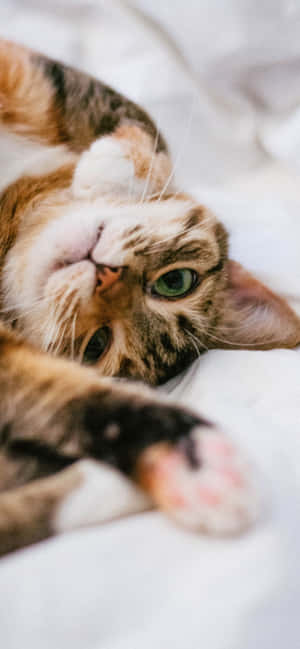 Estetiese Kat prente — Samsung Galaxy S20 Muurpapier