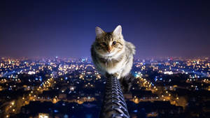 Oulike kat op stang hoog bo helder stad snags muurpapier