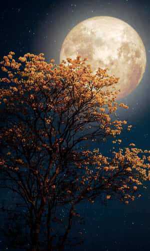 1200x2000 — Huawei Pura X View Muurpapier