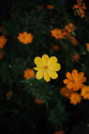 Kosmiese Blomme Dowwe — Dowwe Muurpapier