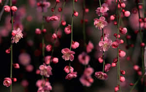 Pienk Blomme-agtergrond