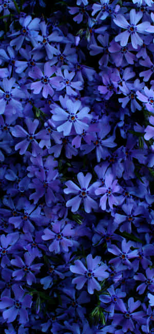 Pragtige blommefoto's — ZTE Axon 60 Ultra Muurpapier