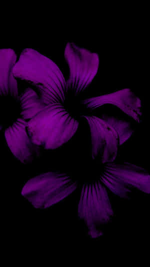 'n Lewendige blom blom teen die swart agtergrond van 'n iPhone. — Blomme iPhone Muurpapier